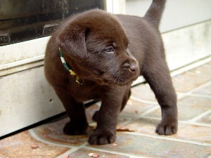 Chocolate Lab 7